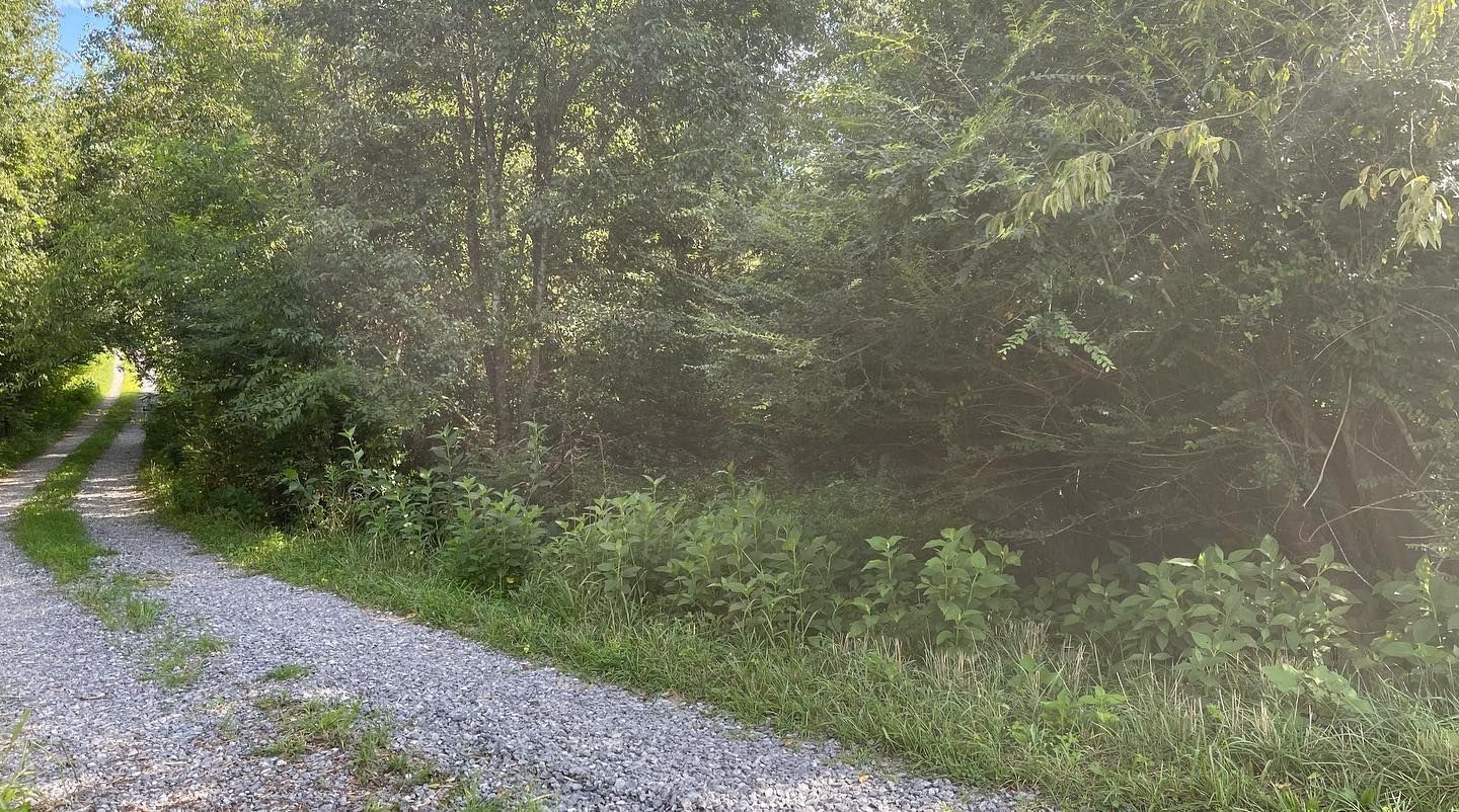 Gravel driveway leading into a lush green forest, sunlight dappling through the trees.