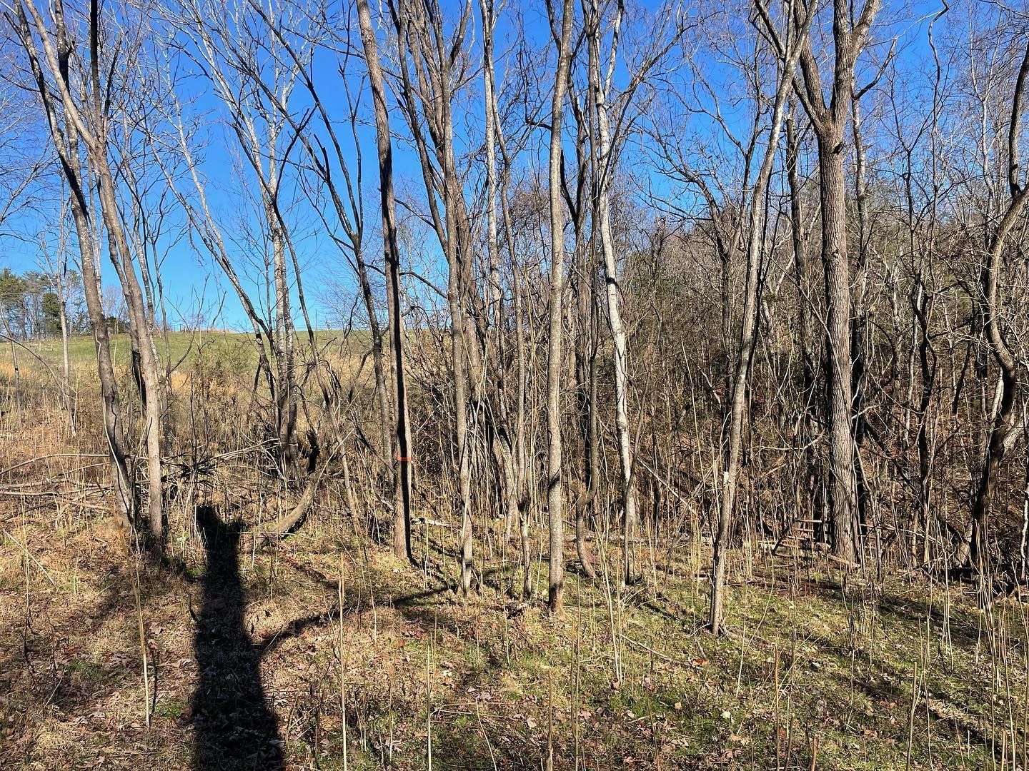Leafless trees in a field under a clear blue sky, casting a long shadow.