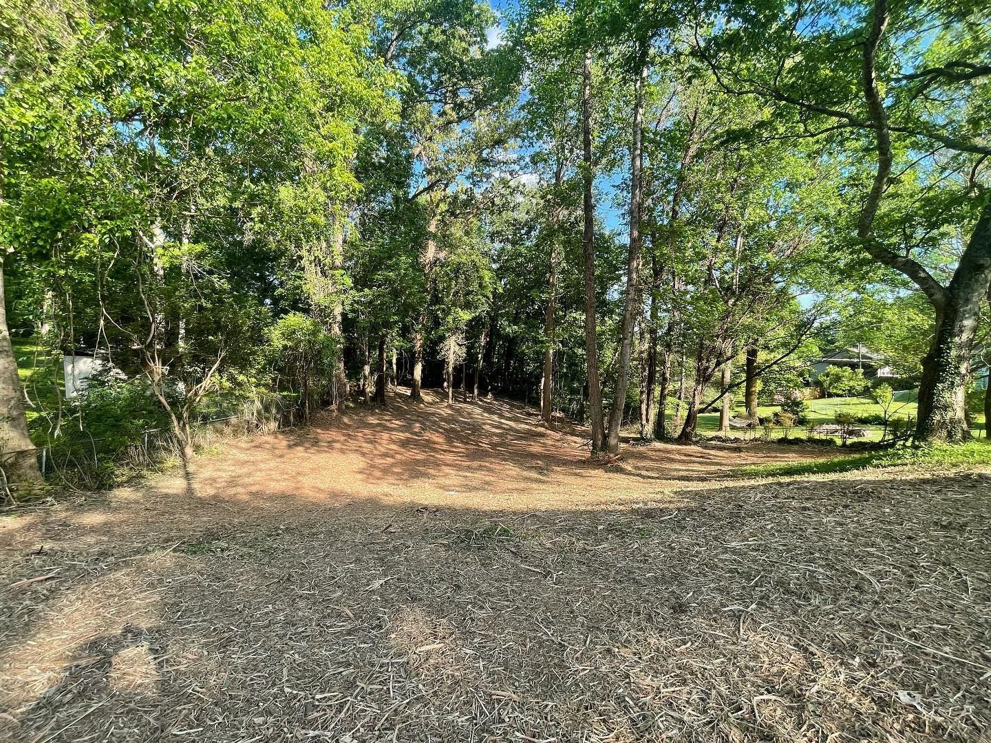 A sunlit clearing in a forest, ground covered in wood chips, trees on all sides, blue sky visible.