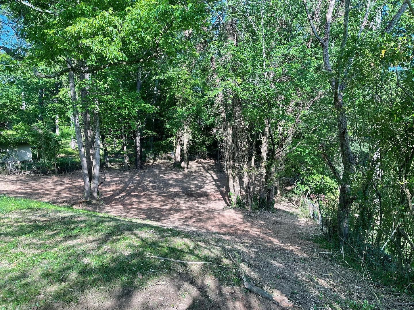 Trees in a clearing with dirt and grass, lit by sunlight. Shadows cover the ground.