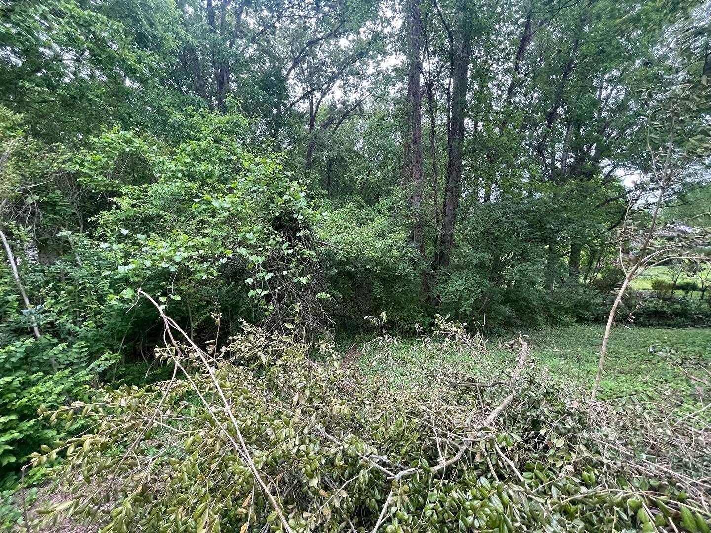 Green trees and bushes in a natural setting, with cut branches in the foreground.
