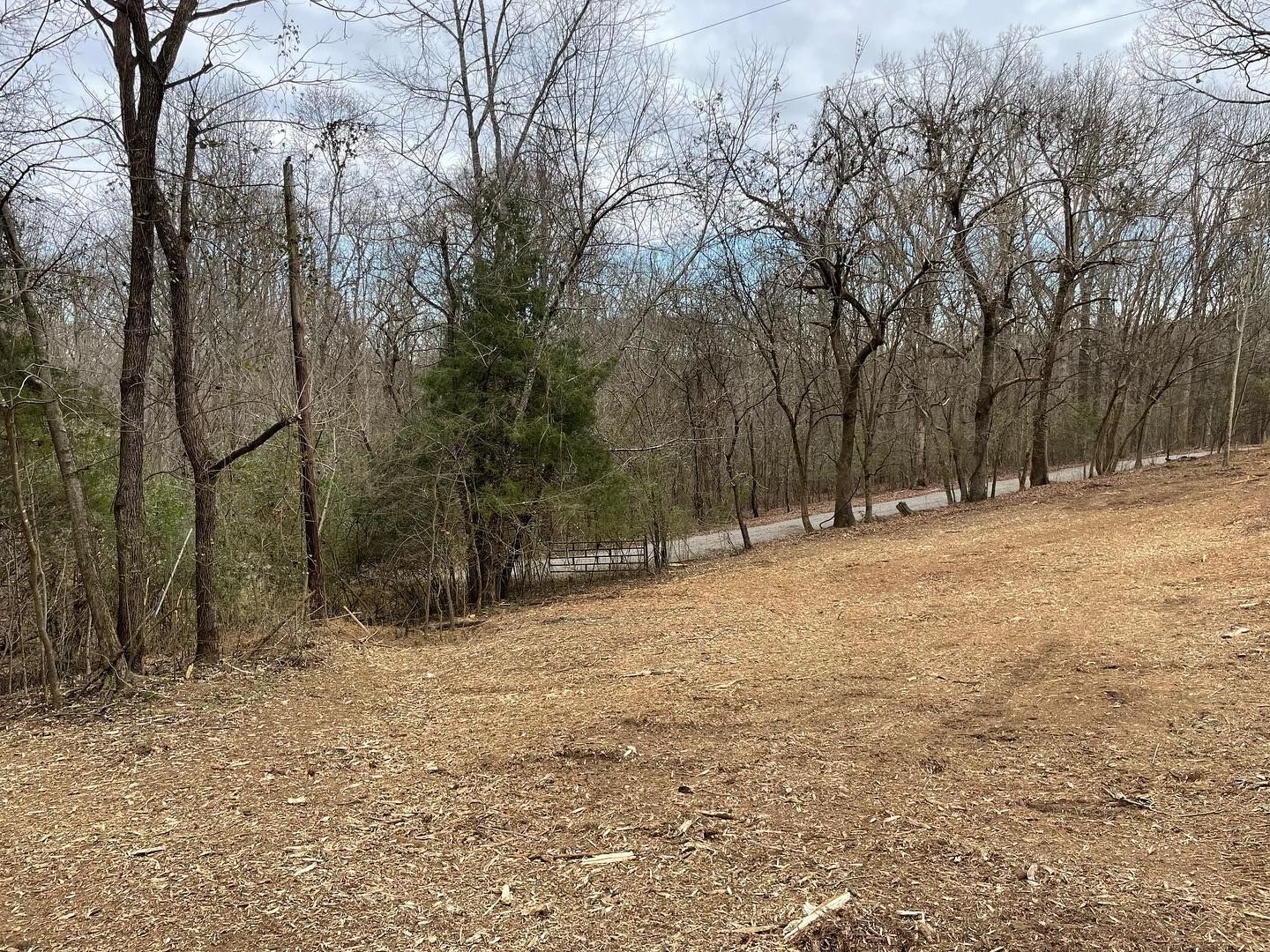 Bare trees line a sloping, leaf-covered hillside. A paved road is visible through the trees.