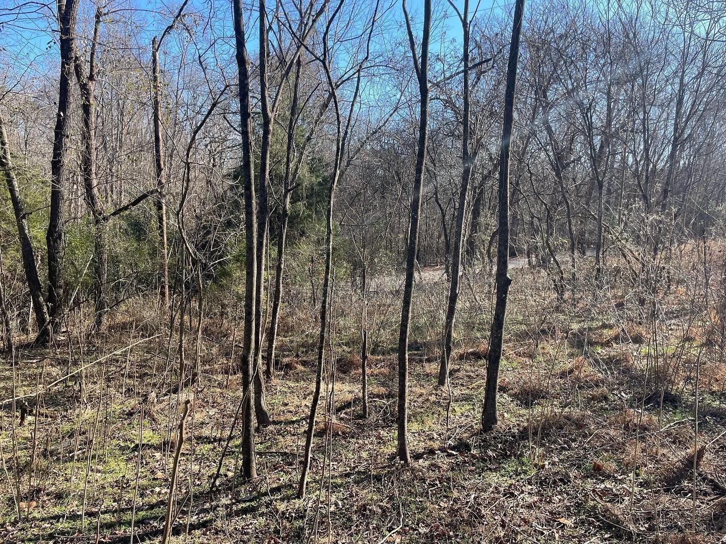 Bare trees in a forest with brown leaves on the ground under a blue sky.