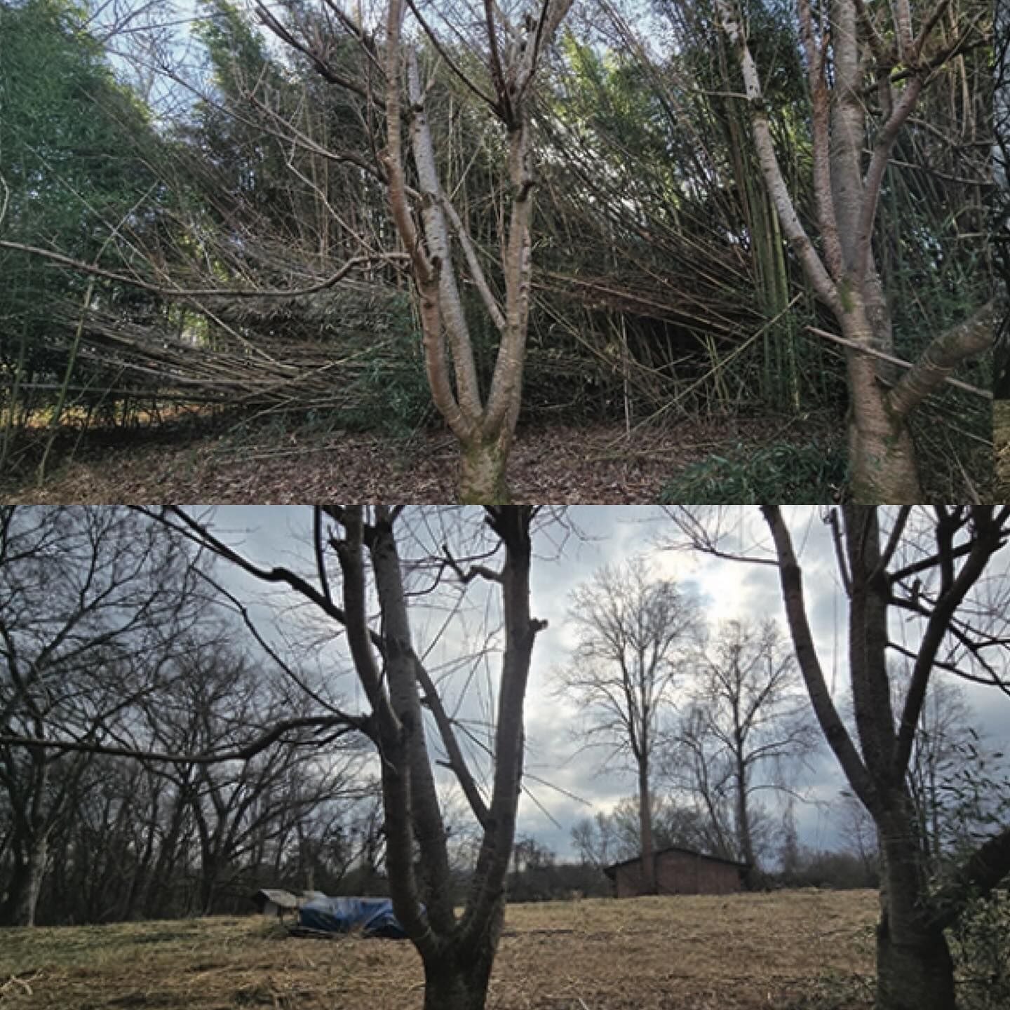 Two views of bare trees in a wooded area, one with bamboo in the background, the other with a field and cloudy sky.