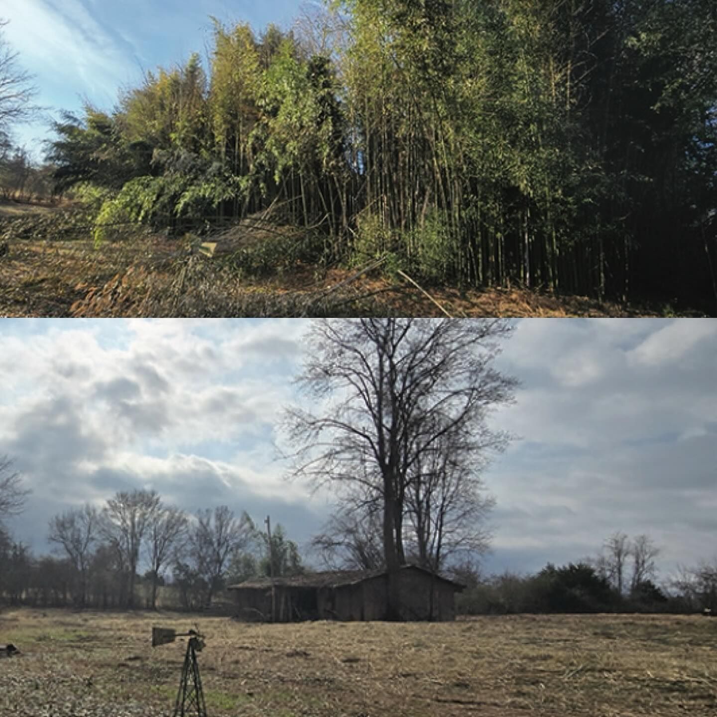Top: Green bamboo forest. Bottom: Bare trees, open field, small shack, cloudy sky.