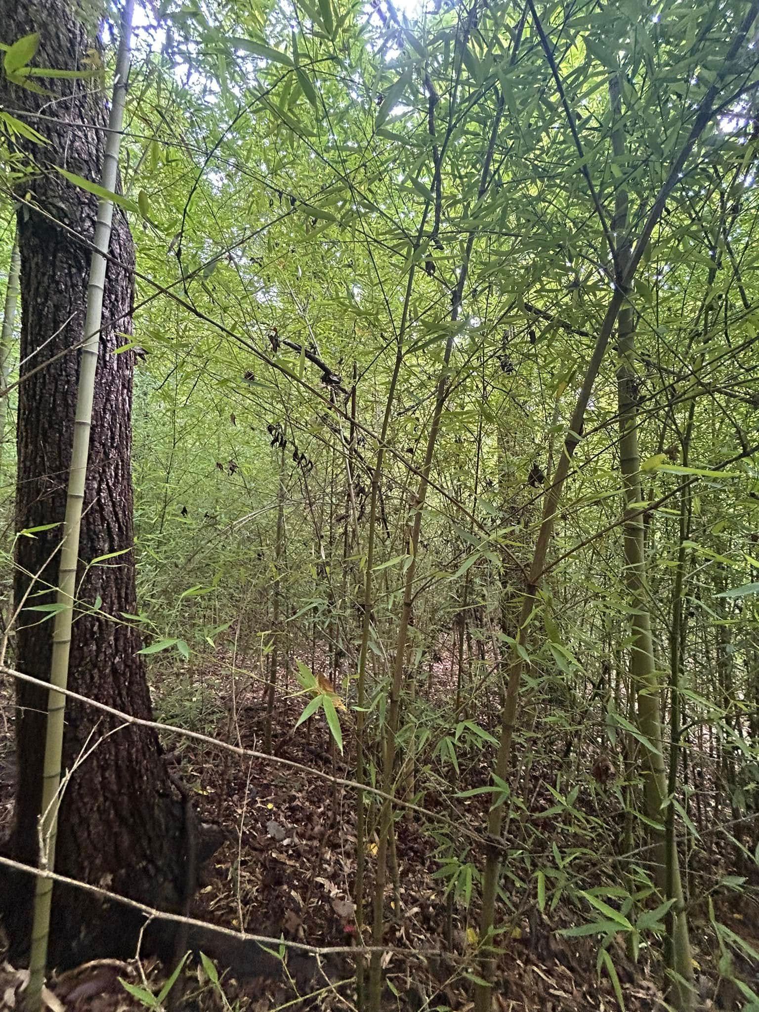 Bamboo stalks in a forest, sunlight filtering through the leaves.