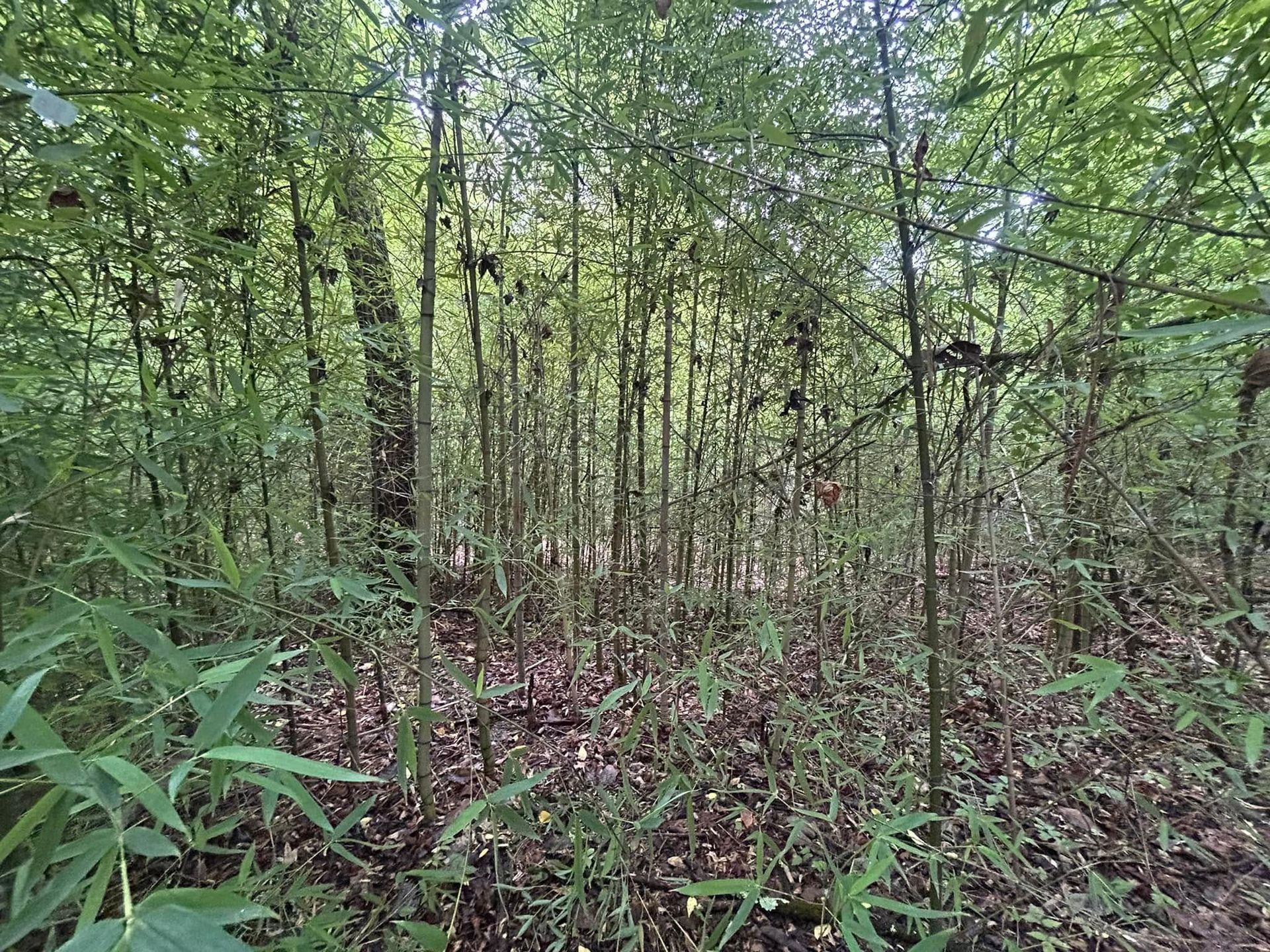 Dense bamboo forest with green foliage and tall stalks. Sunlight filters through the leaves.