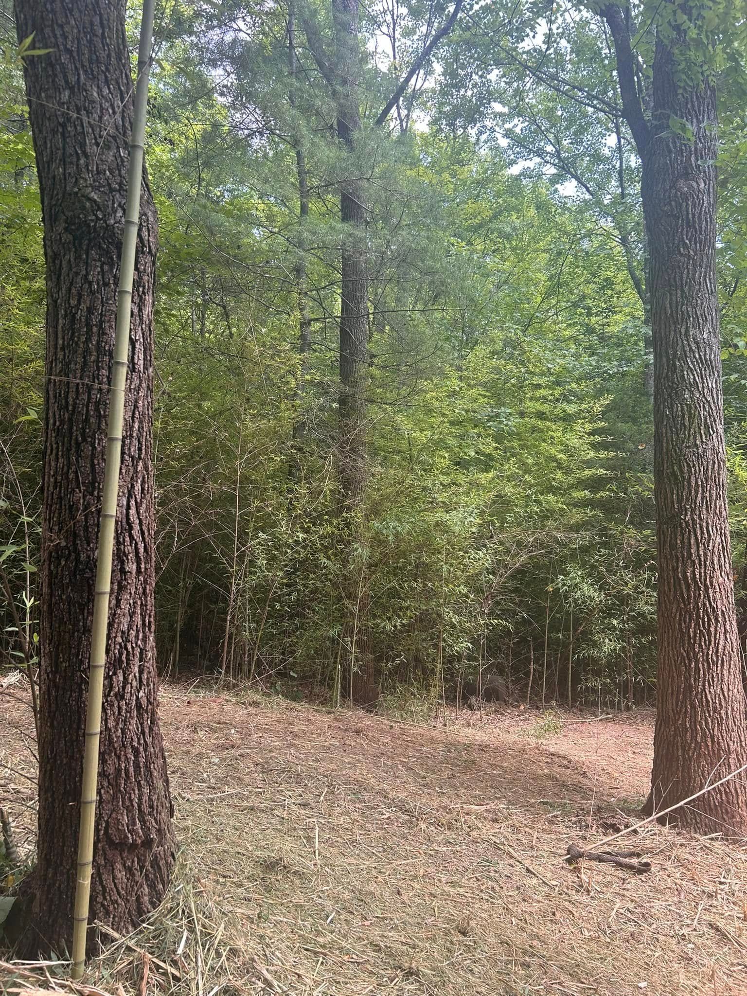 Forest scene with trees and bamboo, dry leaves on the ground, sunlight filtering through the foliage.