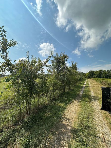 Dirt road bordered by trees and a field under a blue sky with clouds.