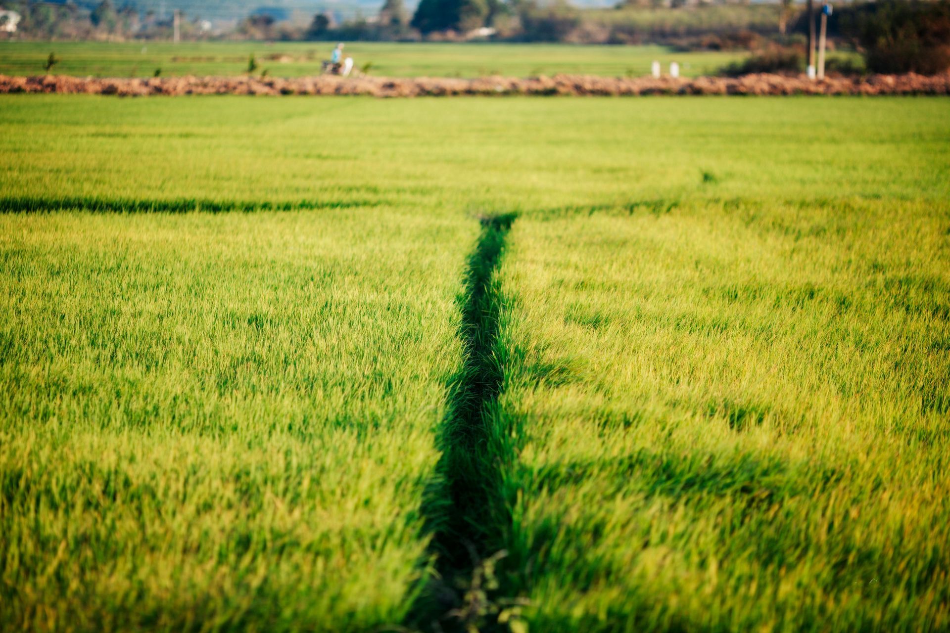 Green rice field with a narrow path leading into the distance under a clear sky