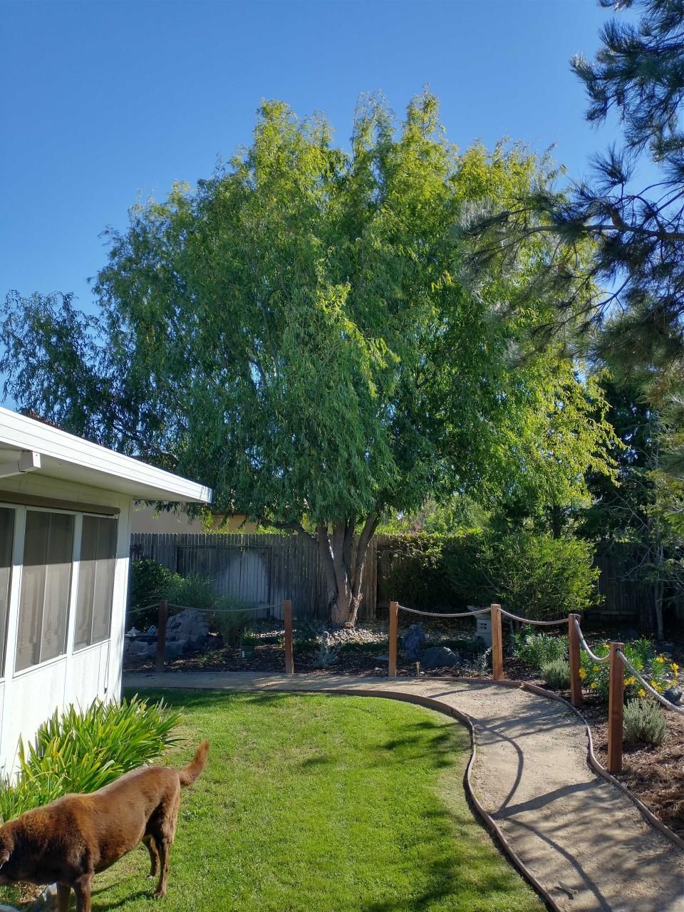 A dog is standing in the grass in front of a house.