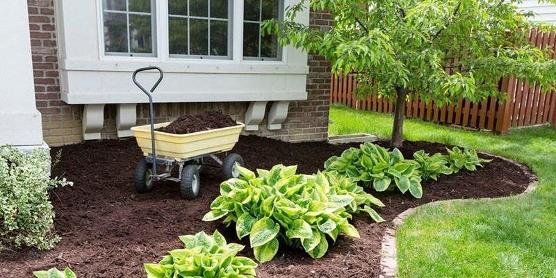 A wheelbarrow filled with mulch is in a garden in front of a house.