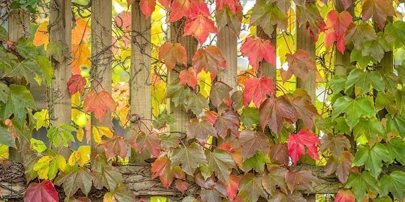 A wooden fence with colorful leaves growing on it.