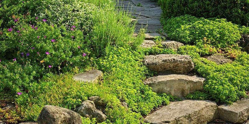 A stone path surrounded by plants and rocks in a garden.