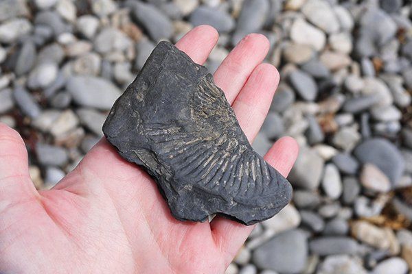 Fossils On The Hand — Greenville, SC — Dixie Gem