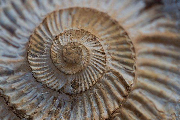 Close-up View Of Fossils — Greenville, SC — Dixie Gem