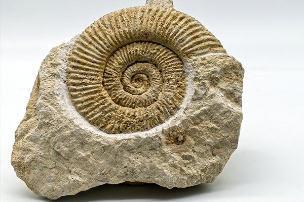 Fossils On Display — Greenville, SC — Dixie Gem