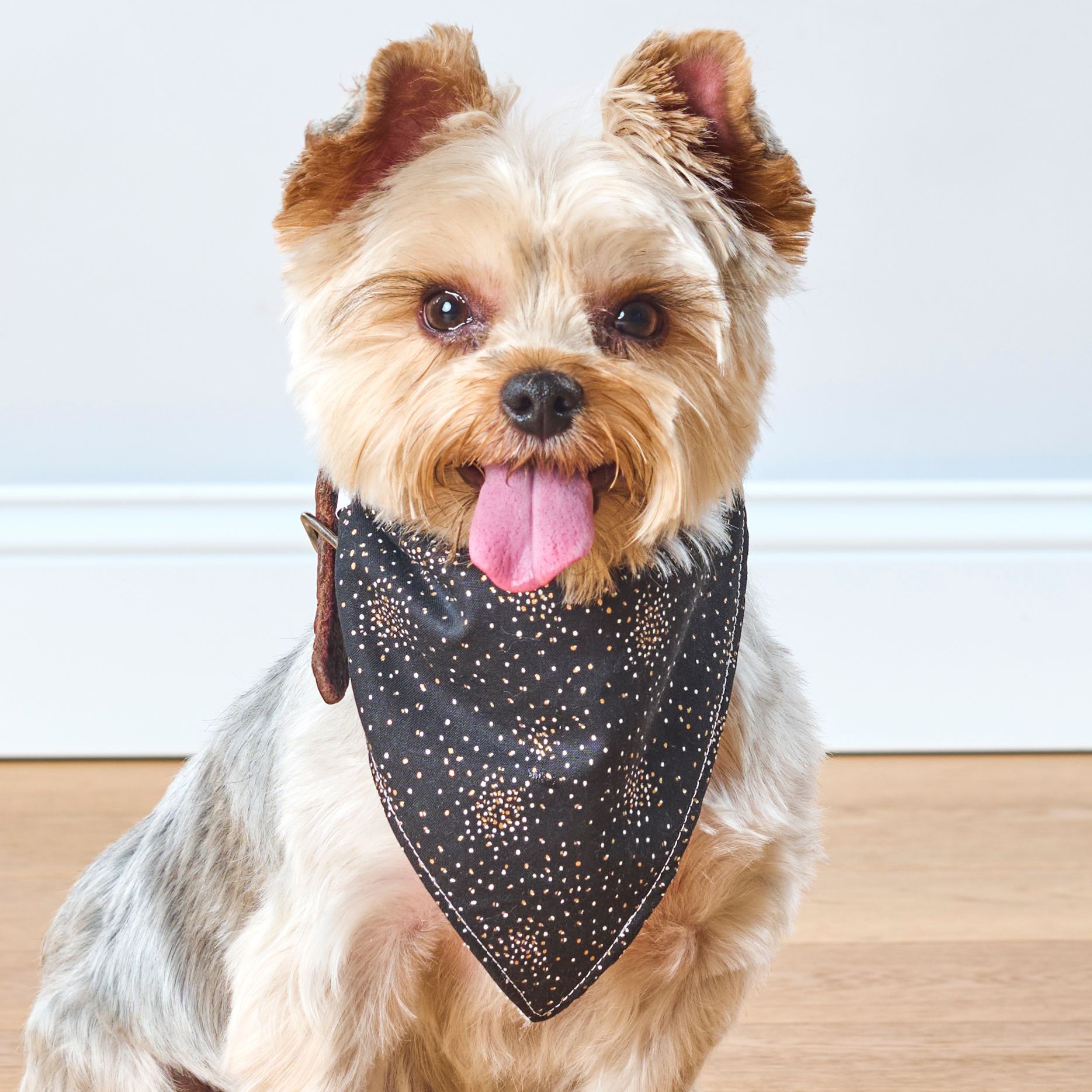 Yorkshire terrier wearing a black bandana with white stars, sitting on a wooden floor, looking up.