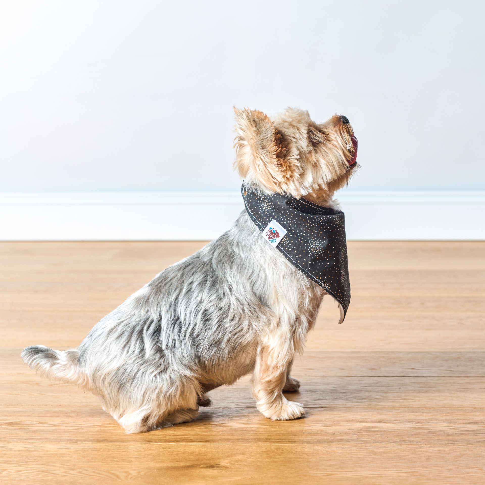 Yorkshire terrier wearing a black bandana with white stars, sitting on a wooden floor, looking up.