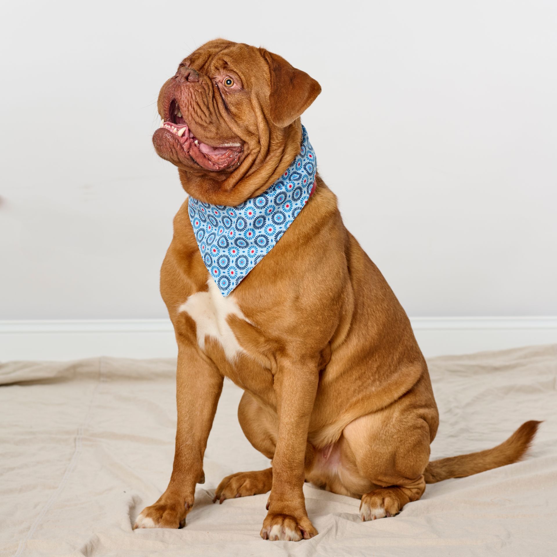 Dog wearing a blue patterned bandana, with brown and white fur, tongue out.
