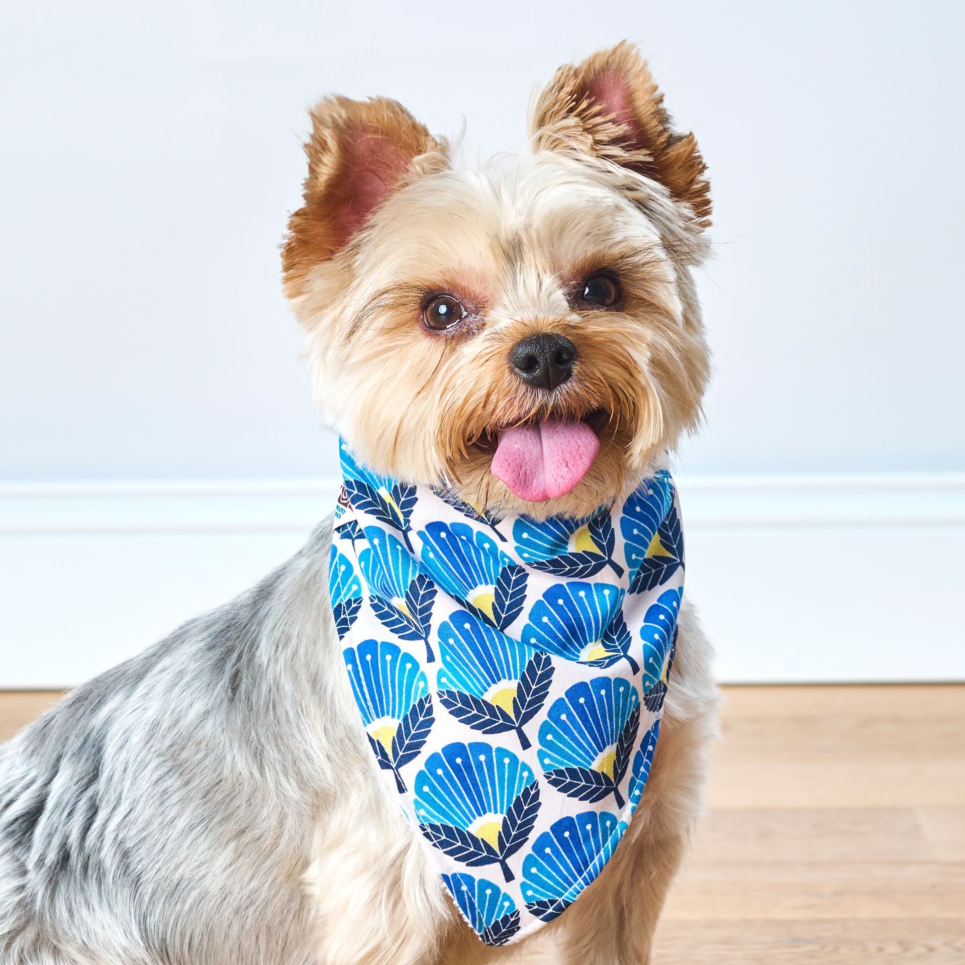 Yorkshire Terrier dog wearing a blue floral bandana, sitting indoors.