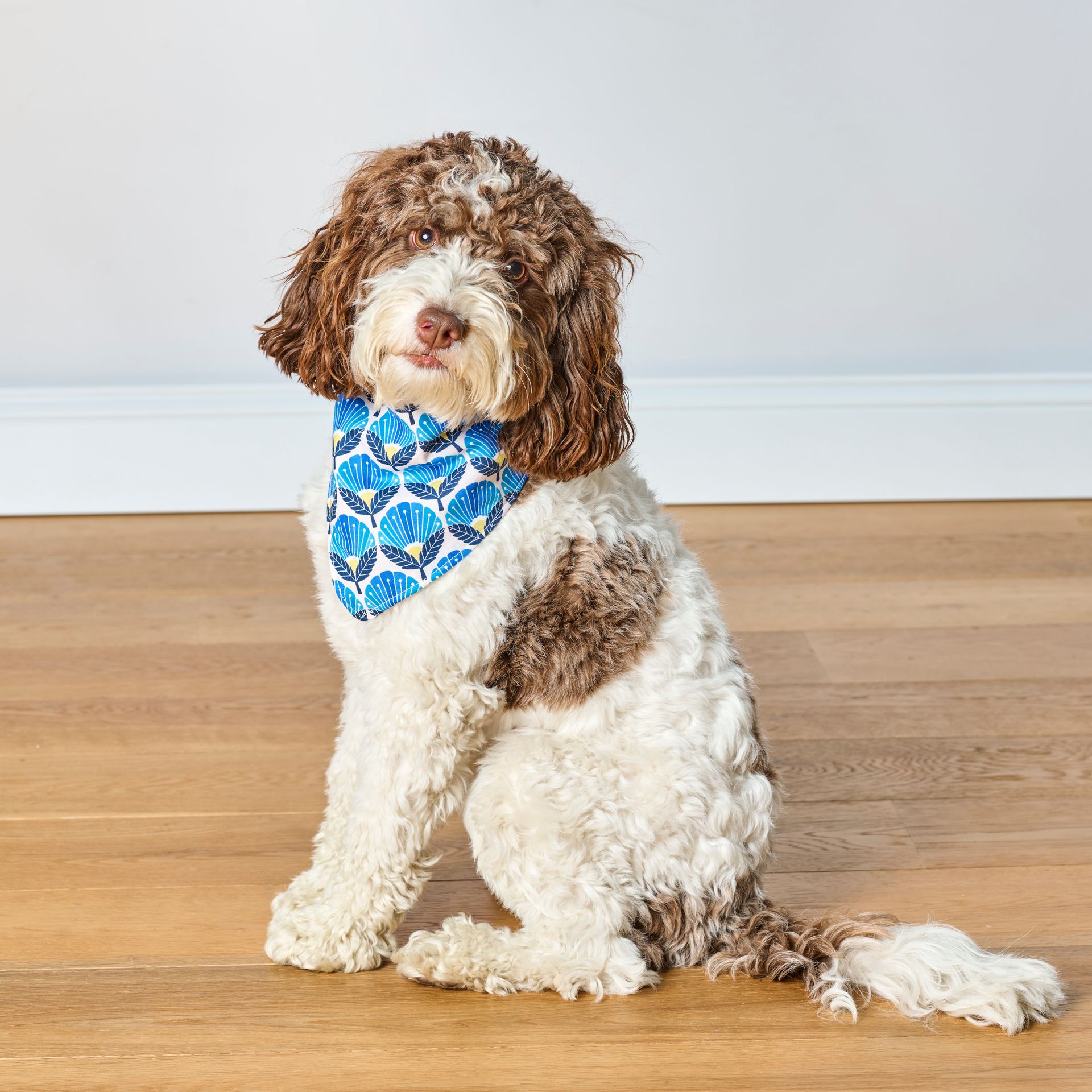 Yorkshire Terrier dog wearing a blue floral bandana, sitting indoors.
