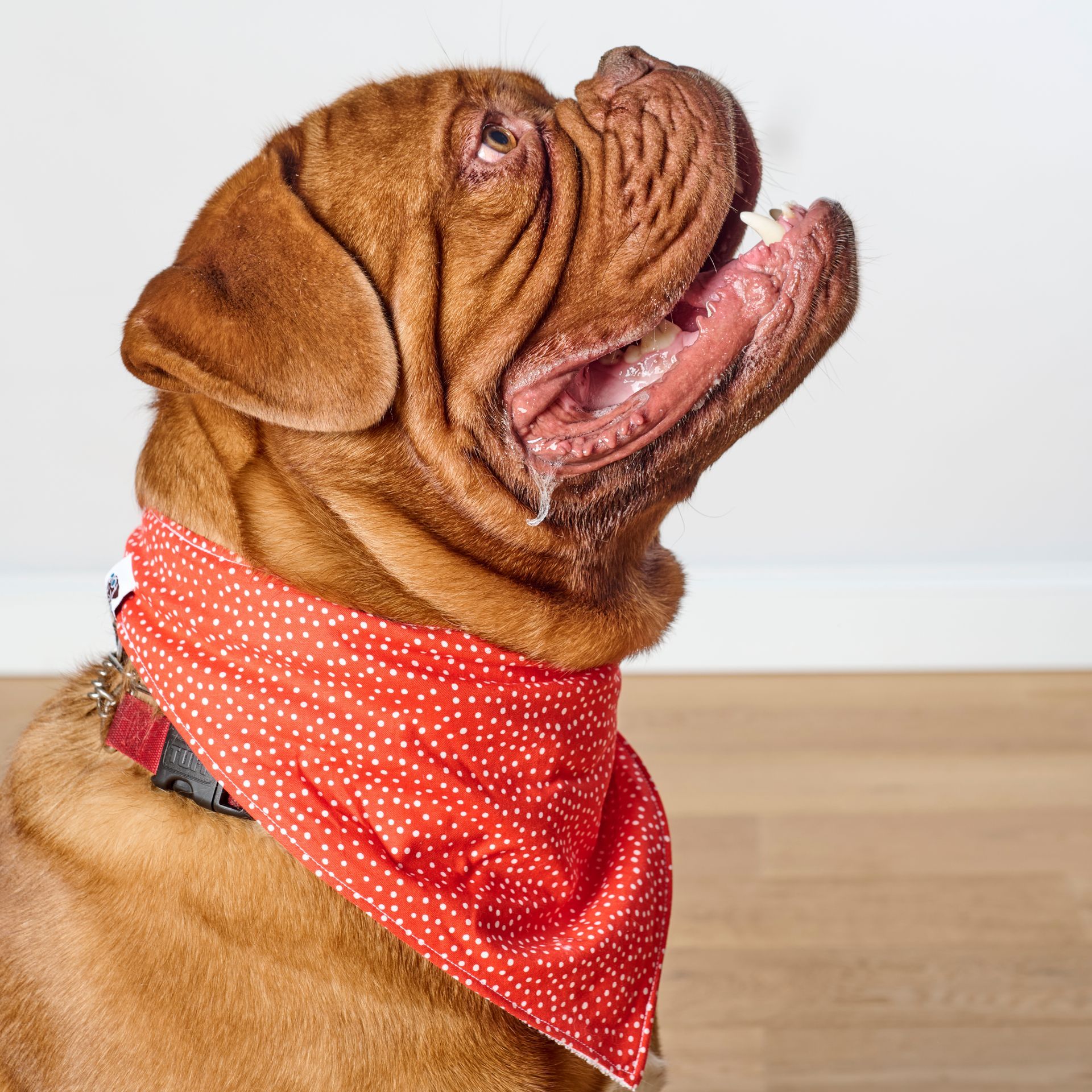 Dog bandana with toys, food, and collar on white background.