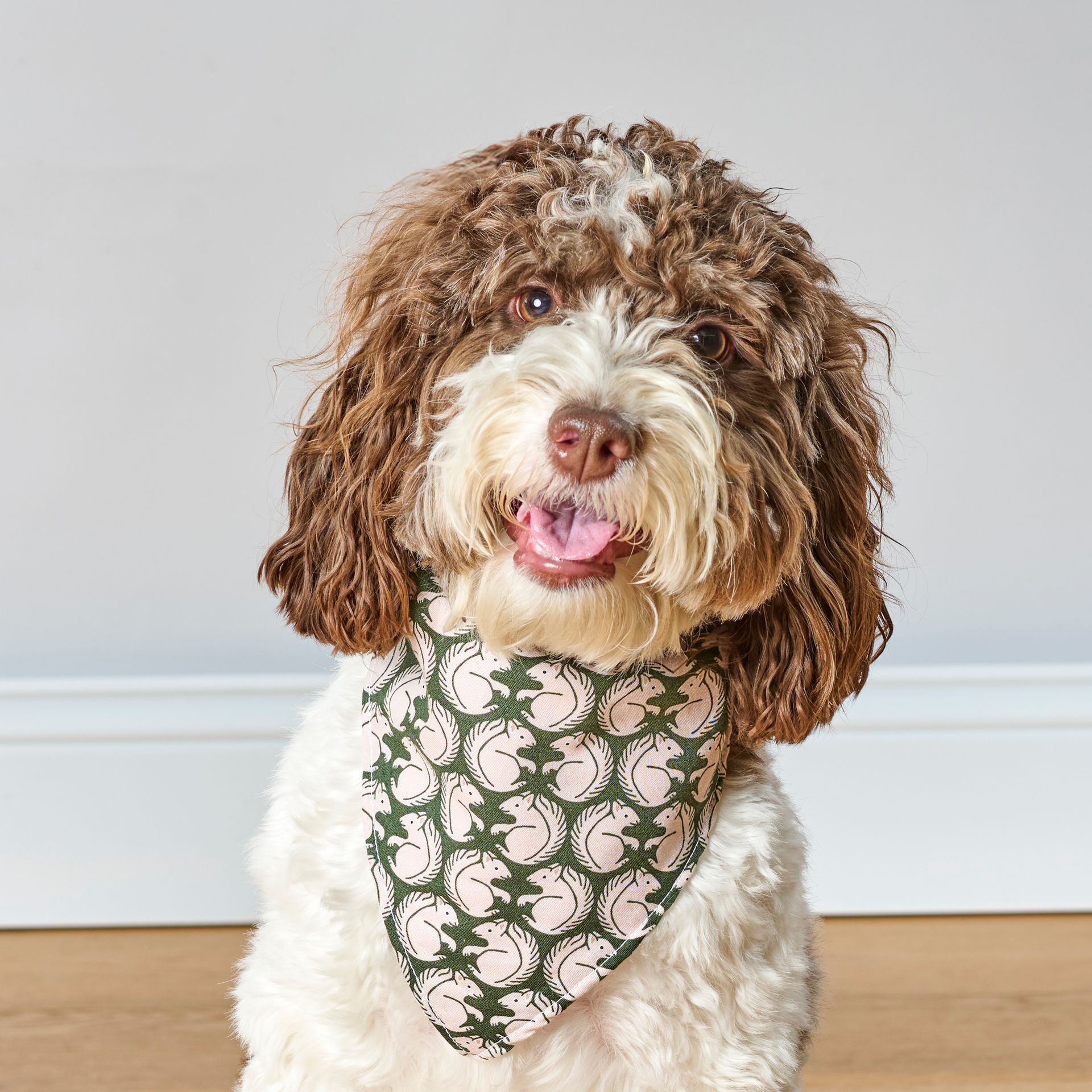 White Maltese dog wearing a patterned bandana, standing on wood floor.