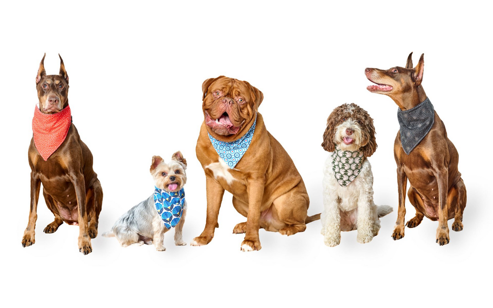Five dogs of different breeds wearing bandanas, posing on a white background.