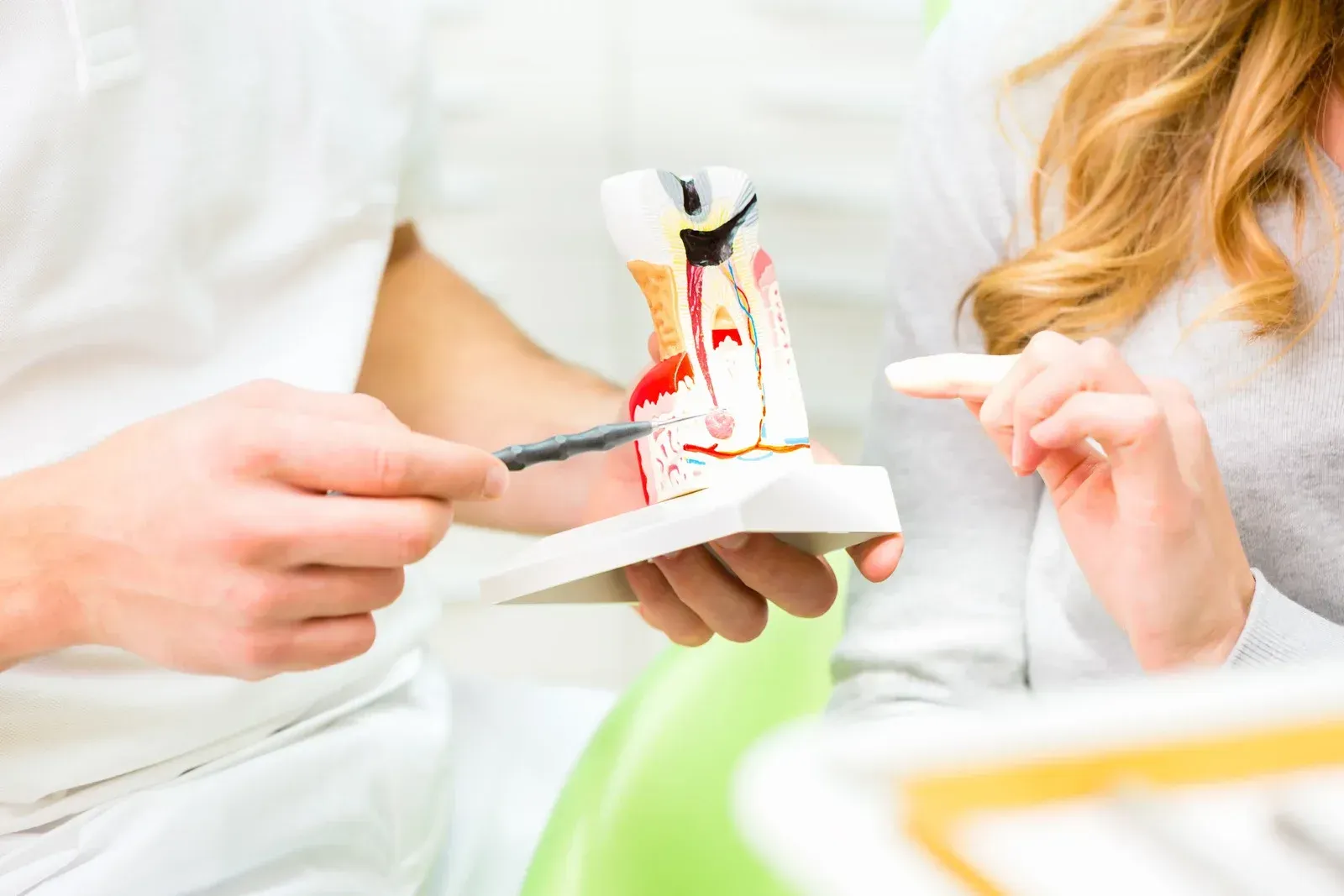 A dentist is showing a model of a tooth to a patient.