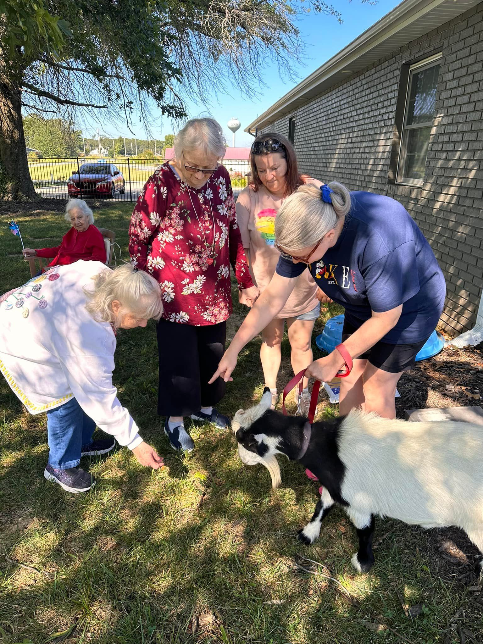A group of women are petting a goat in a yard.