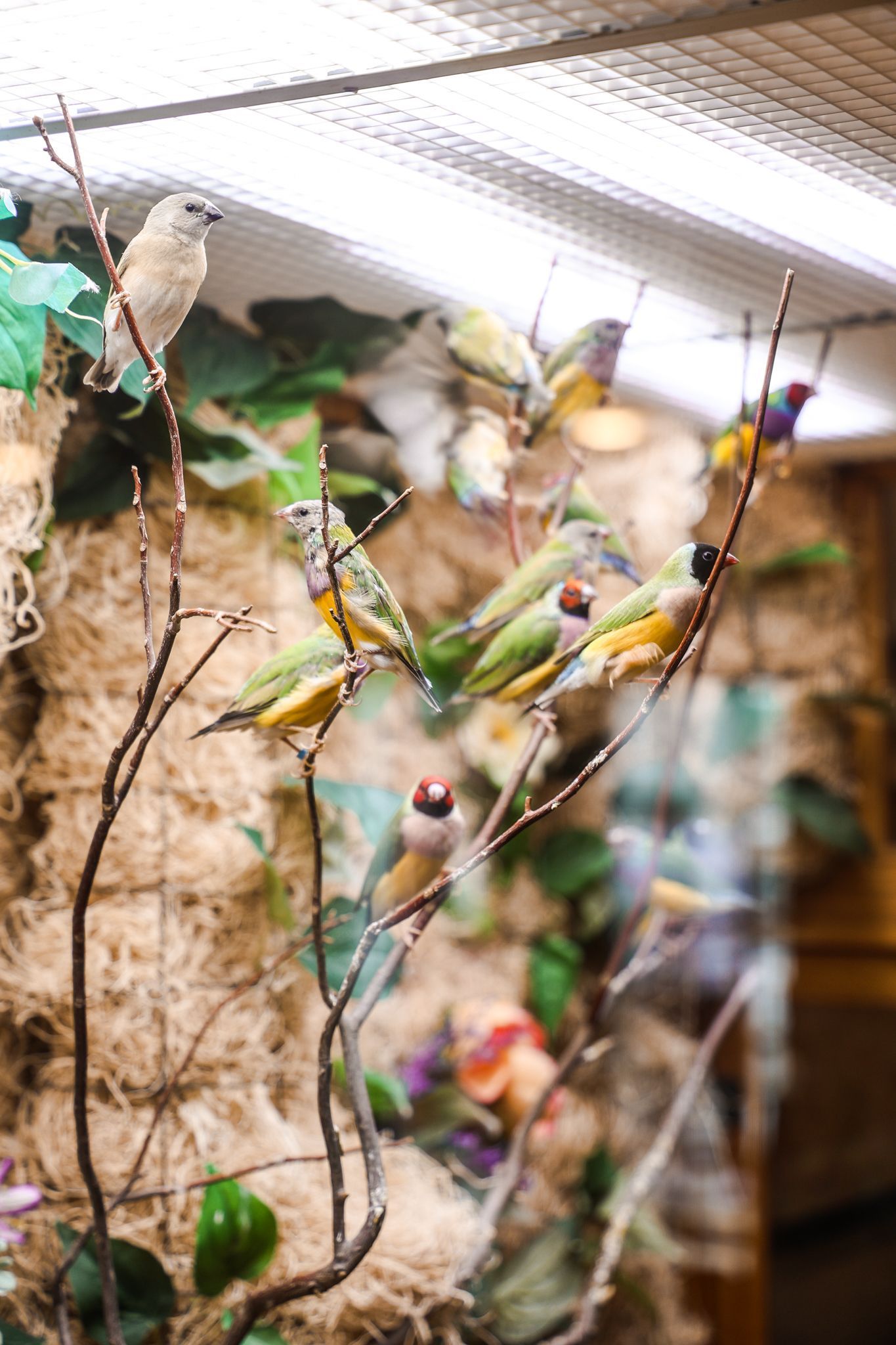 A group of birds are perched on branches in a cage.