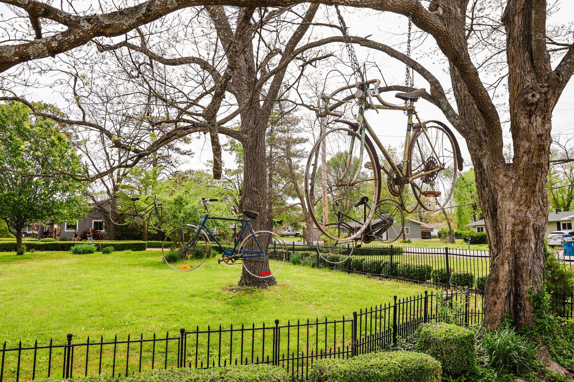 A bicycle is hanging from a tree in a park.
