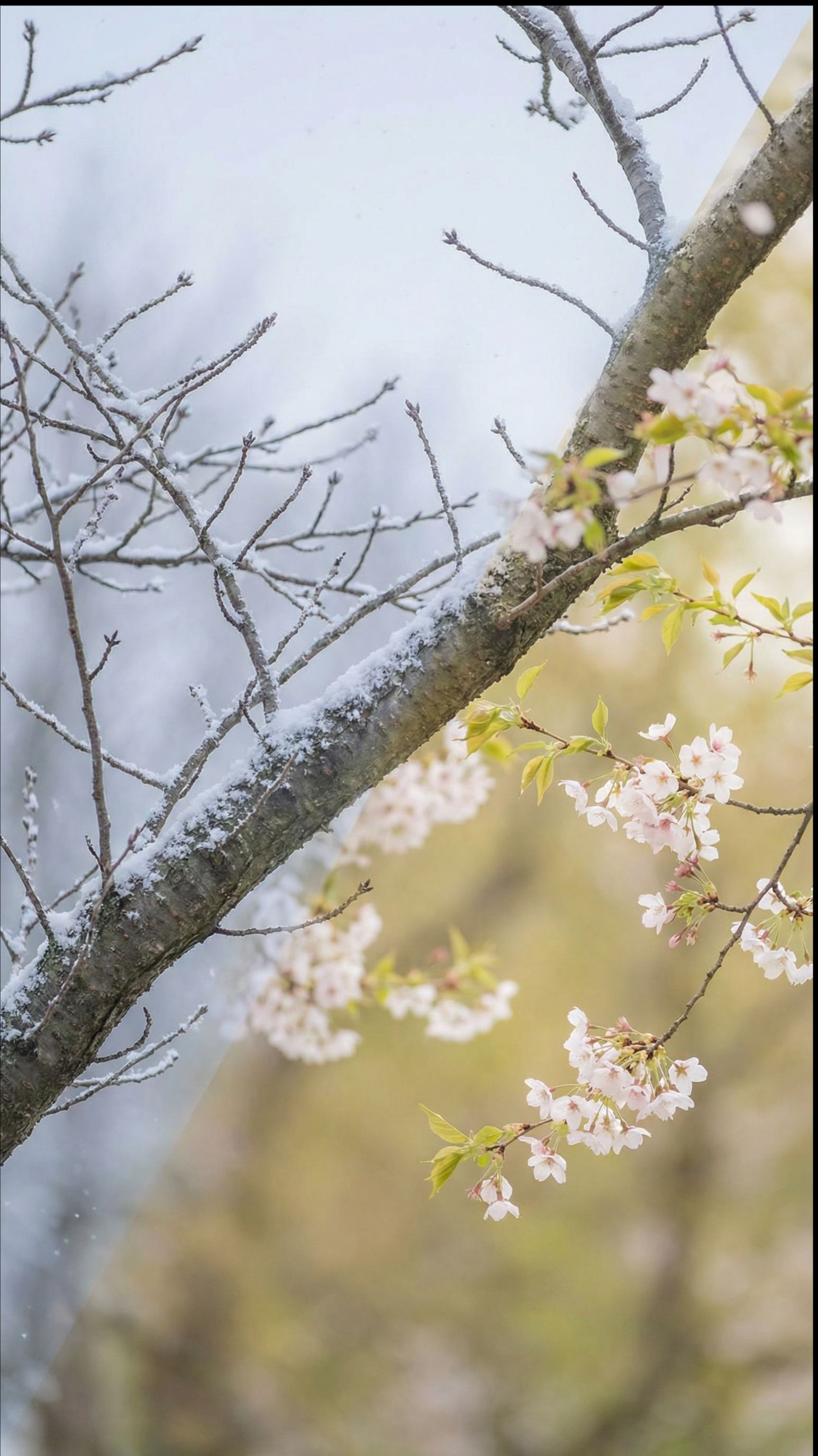 A person stands peacefully looking over a misty lake at sunrise, the featured image for a blog on tr
