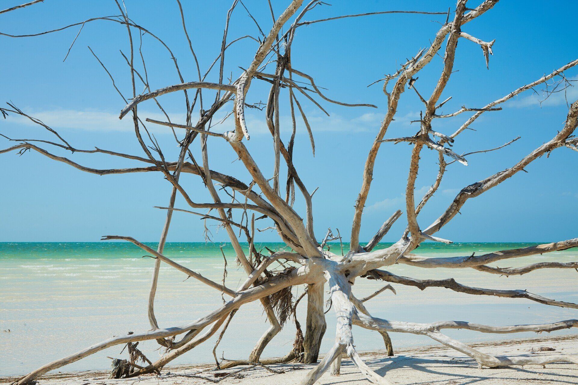 A tree without leaves on a beach with the ocean in the background