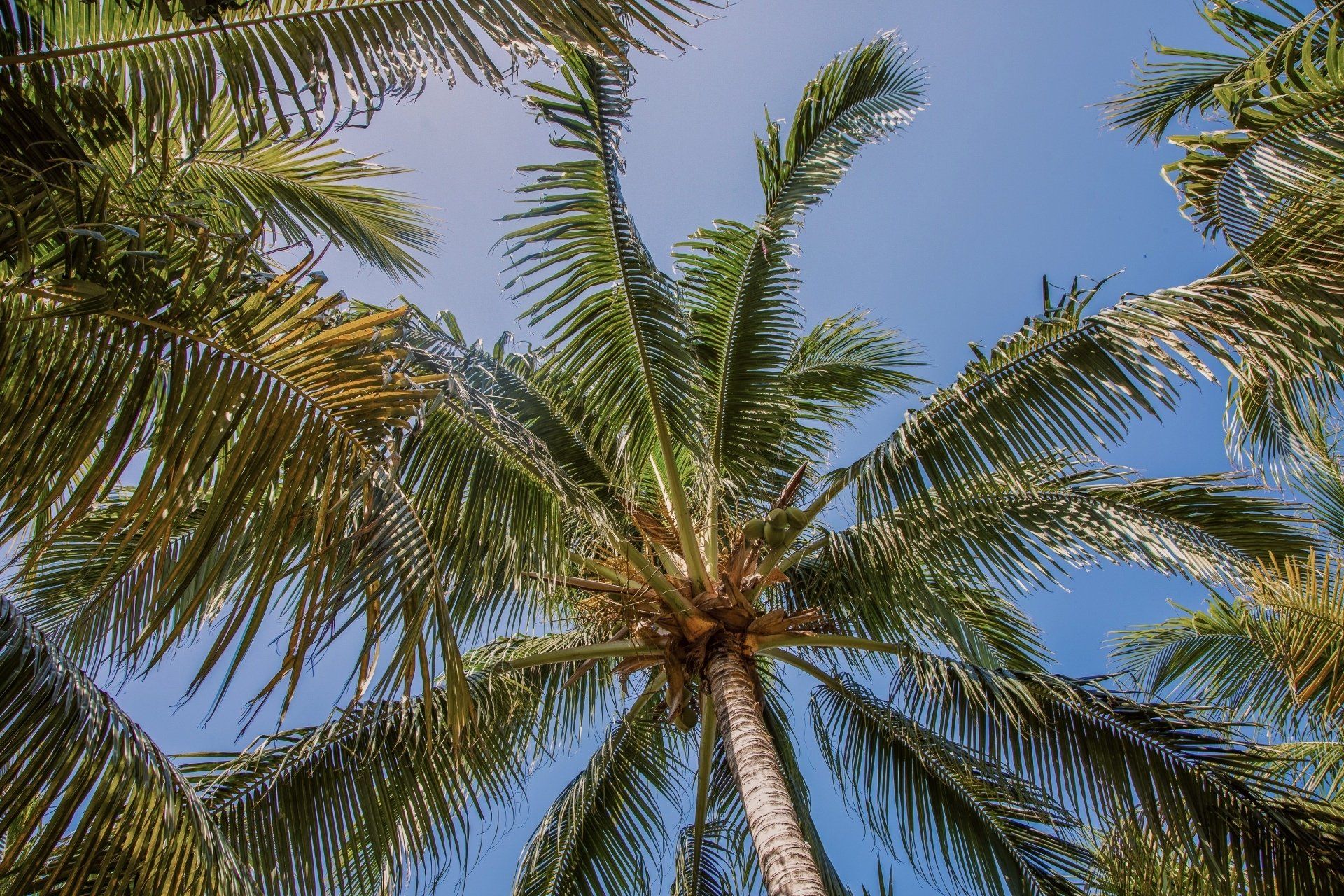 Looking up at a group of palm trees against a blue sky.