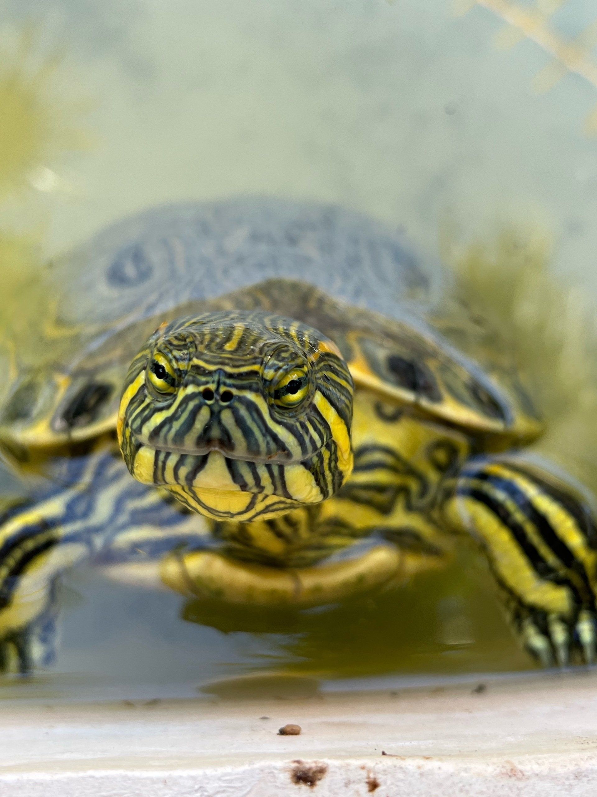 A yellow and black turtle is swimming in the water and looking at the camera.