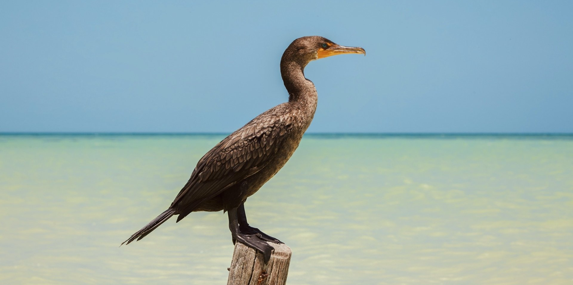 Un pájaro está posado en un poste de madera cerca del océano.