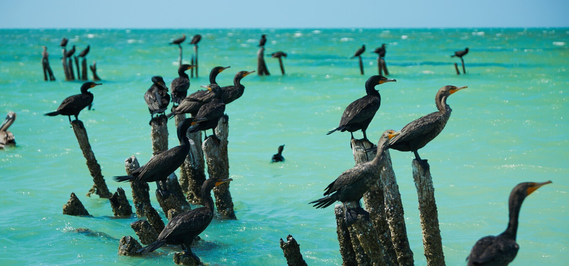 Una bandada de pájaros está posada en postes de madera en el océano.