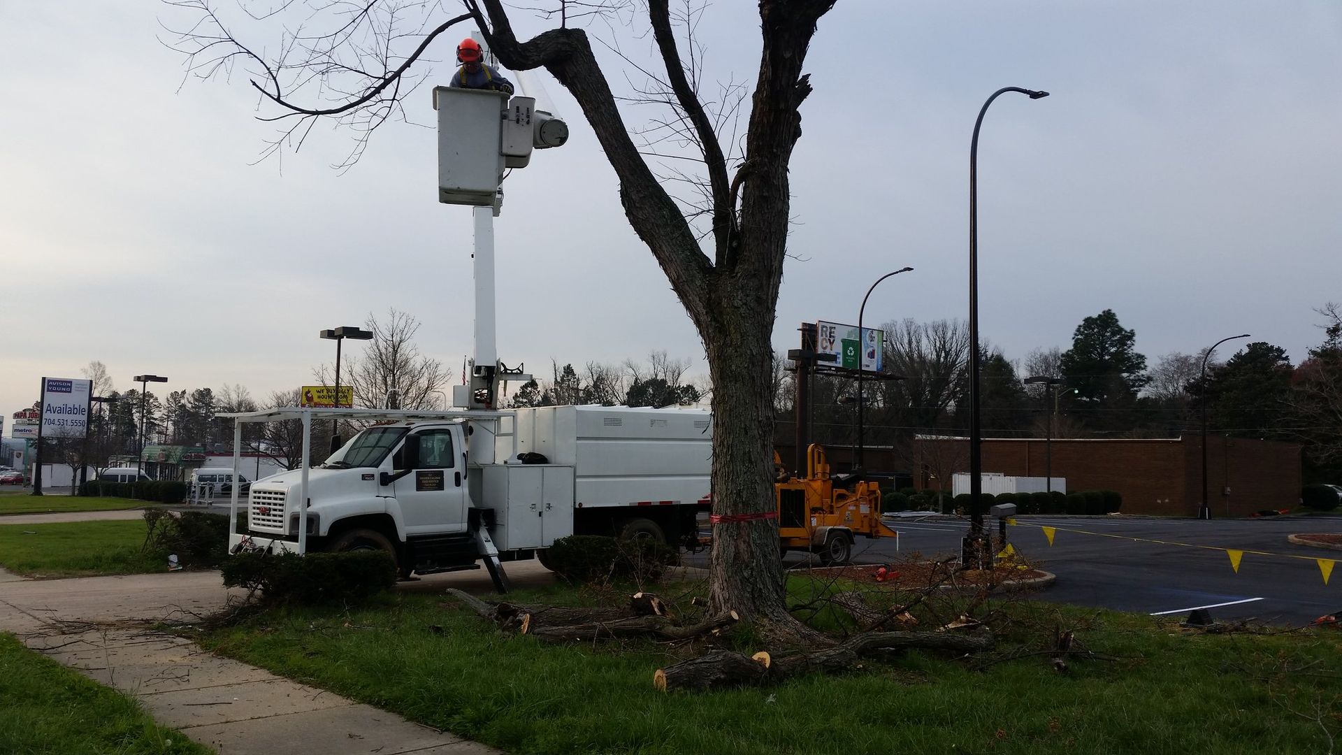 A white truck with a bucket on top of it is cutting a tree.