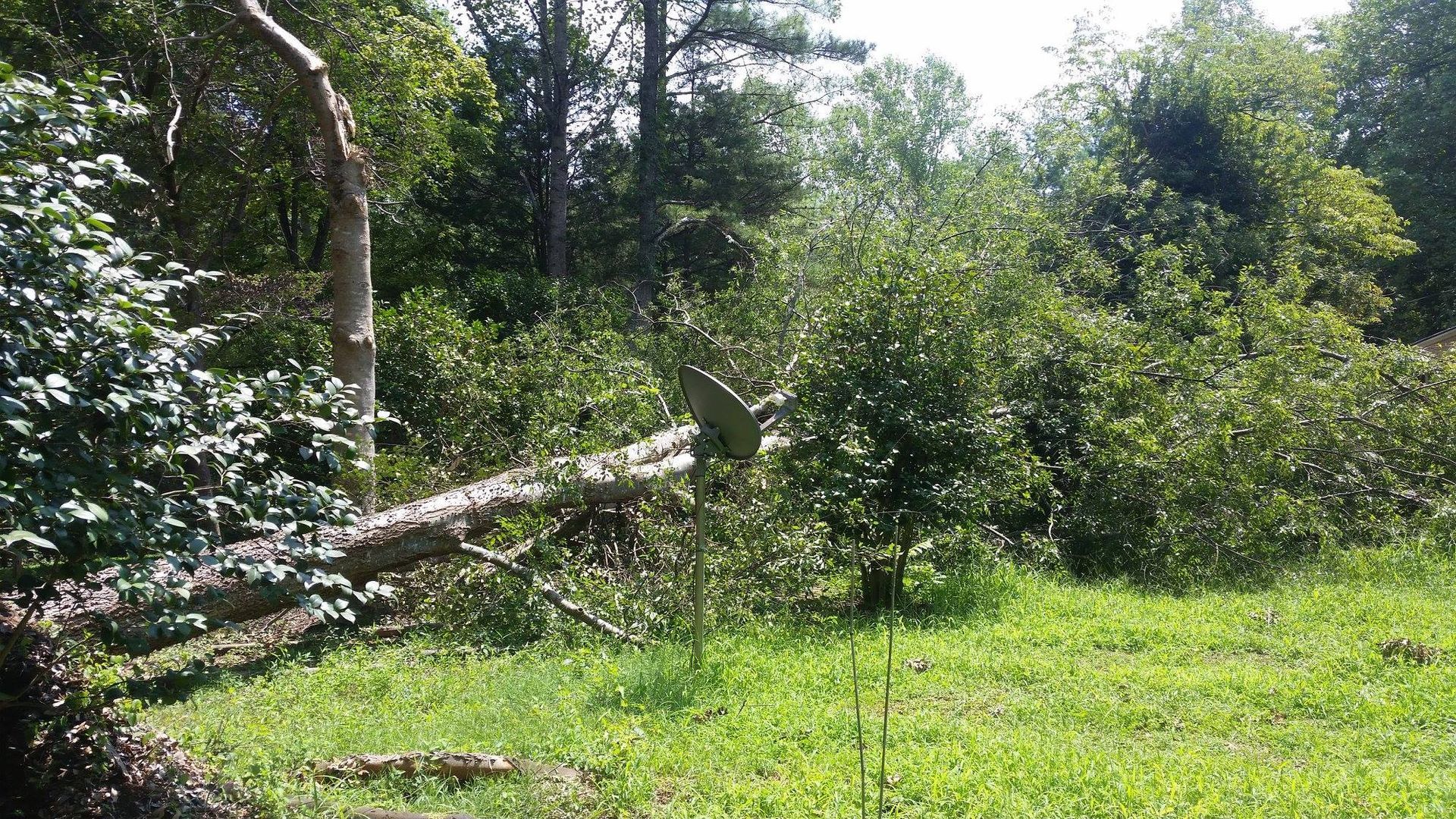 A tree is fallen in the middle of a grassy field.