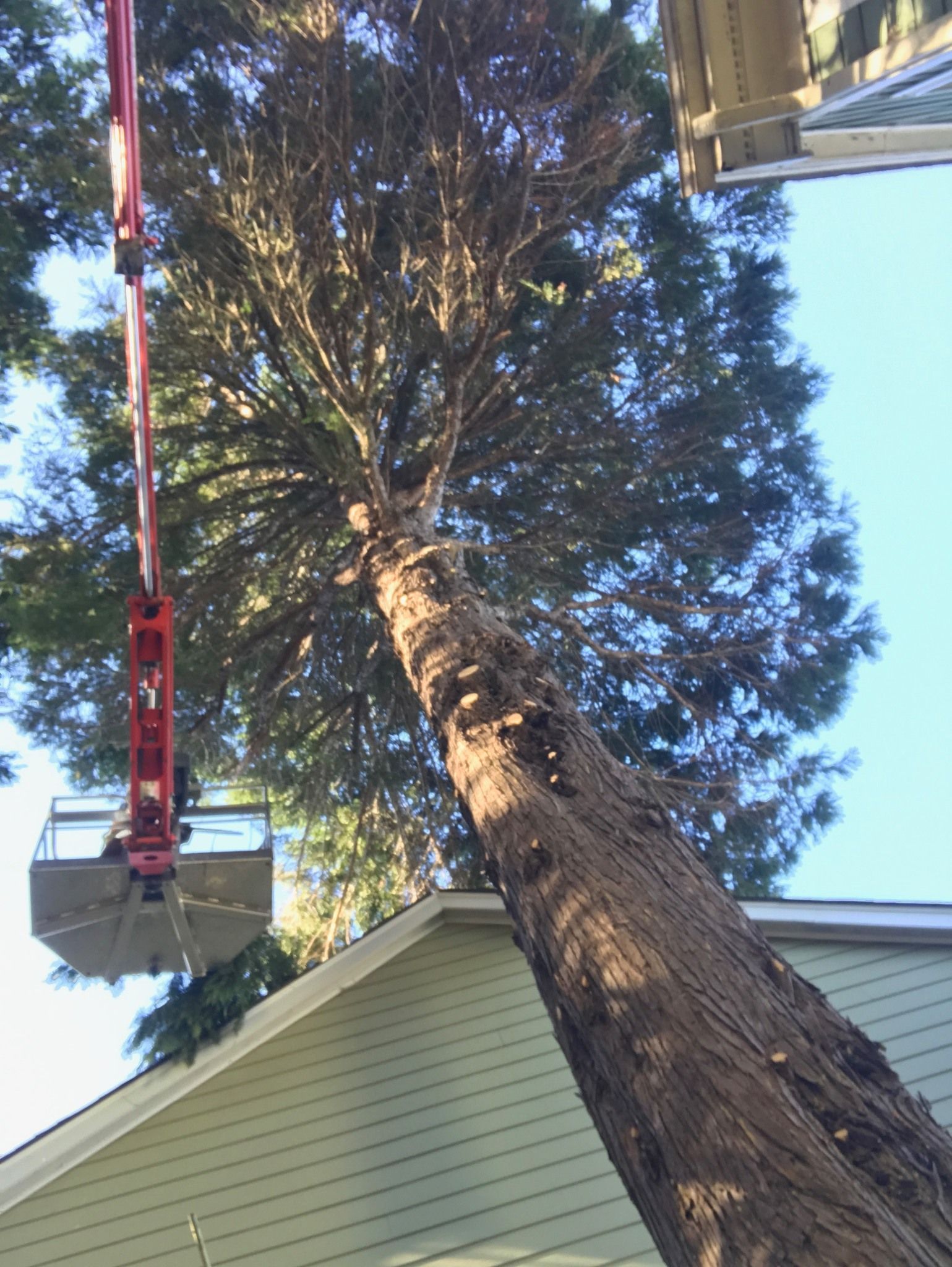 A large tree is being cut down by a crane.