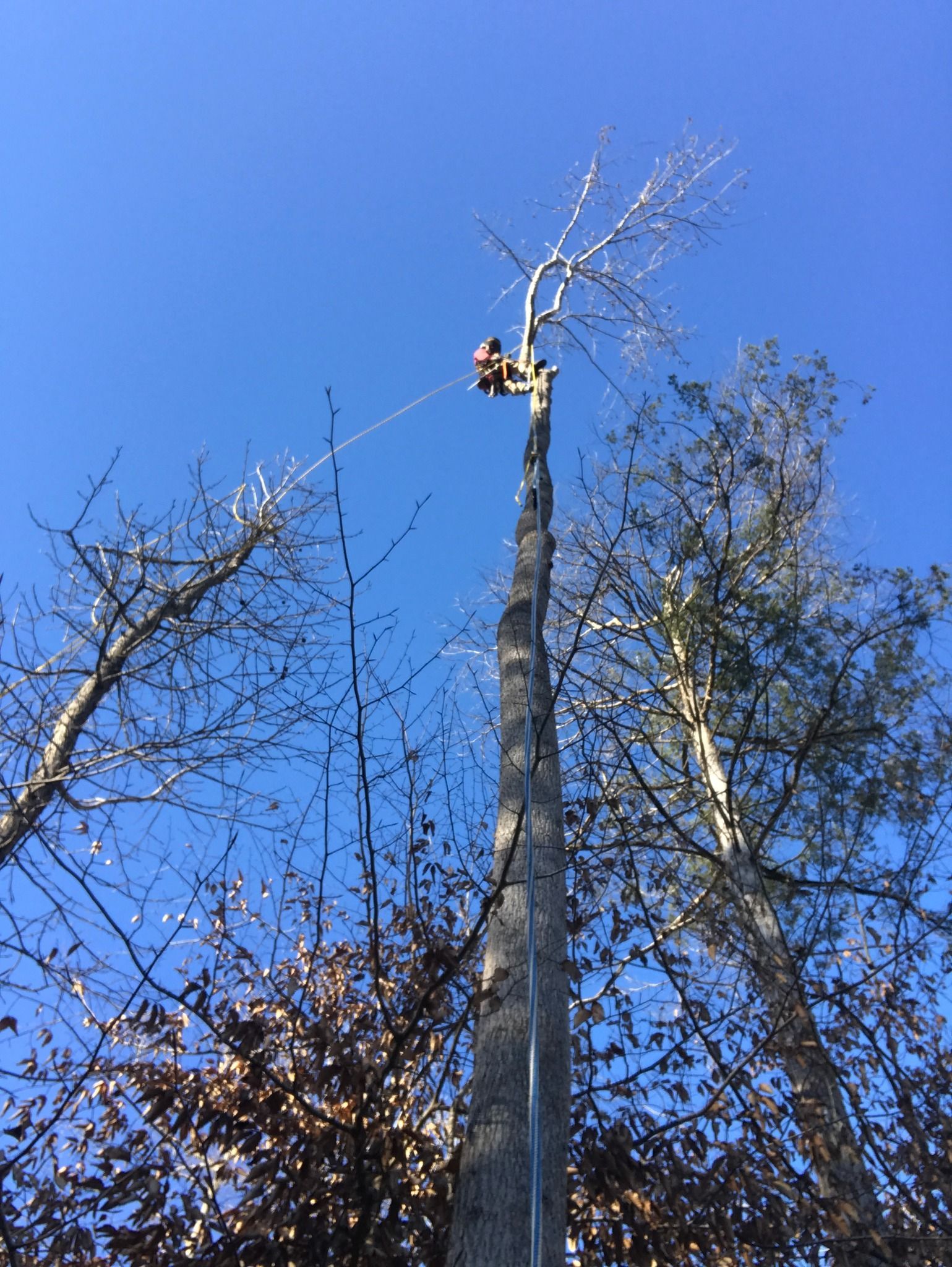 A man is climbing a tree with a rope attached to it.
