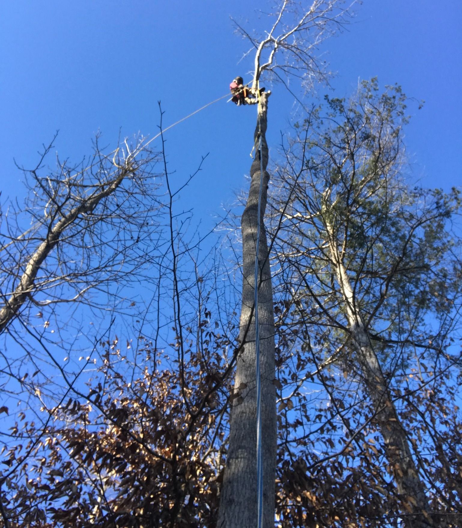 A pile of logs in a field with trees in the background