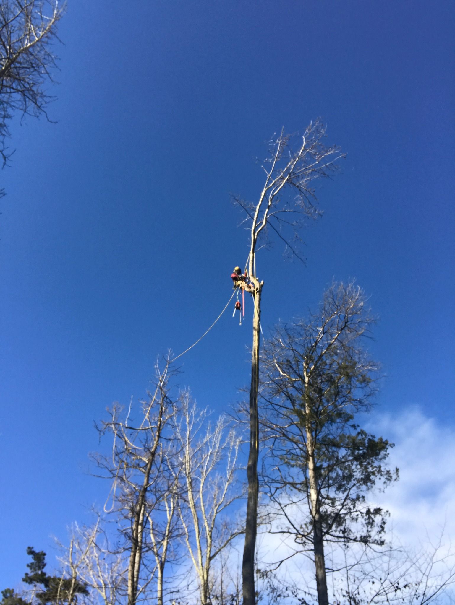 A man is cutting down a tree with a chainsaw.
