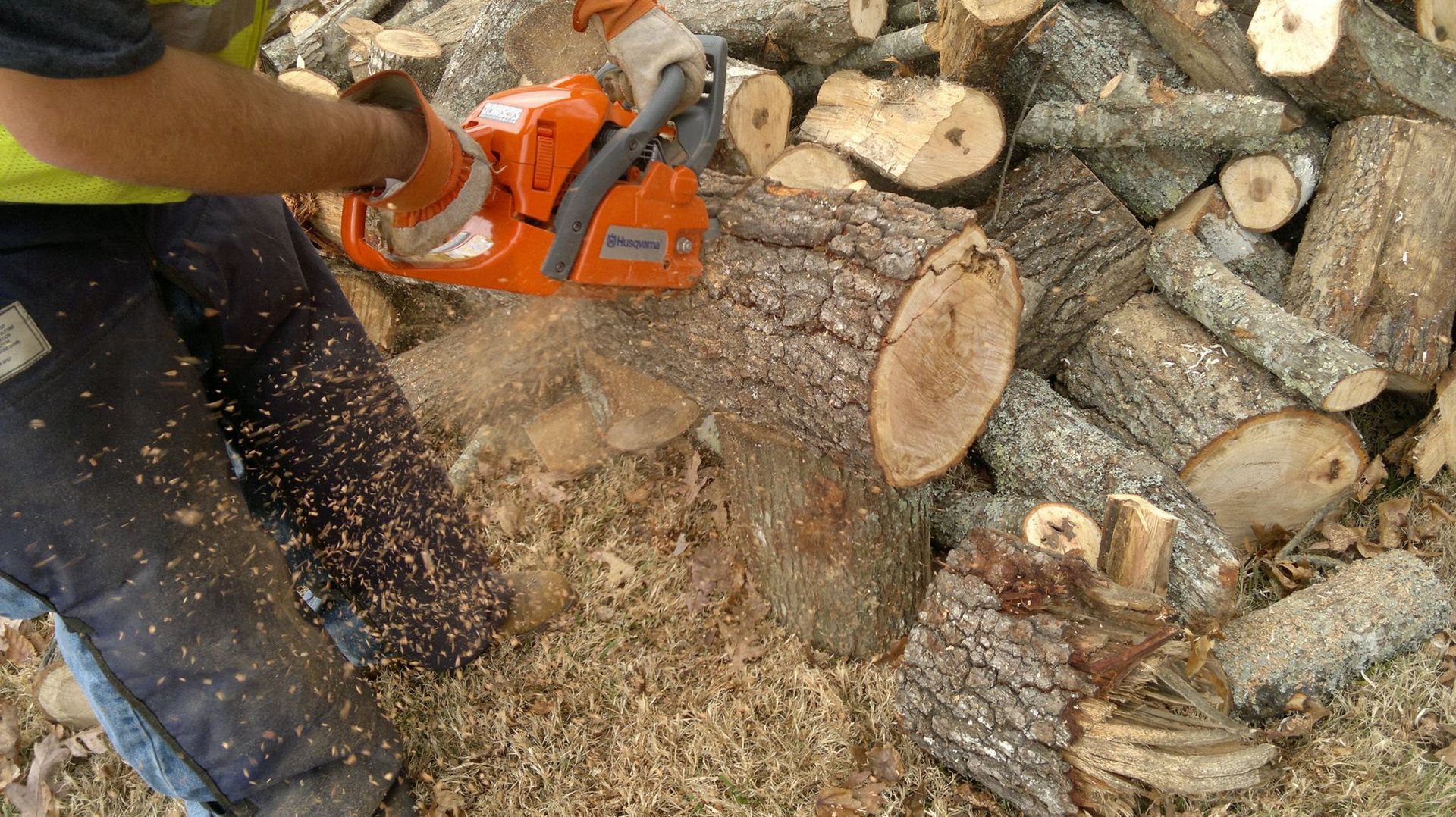 A person is cutting a tree with a chainsaw.