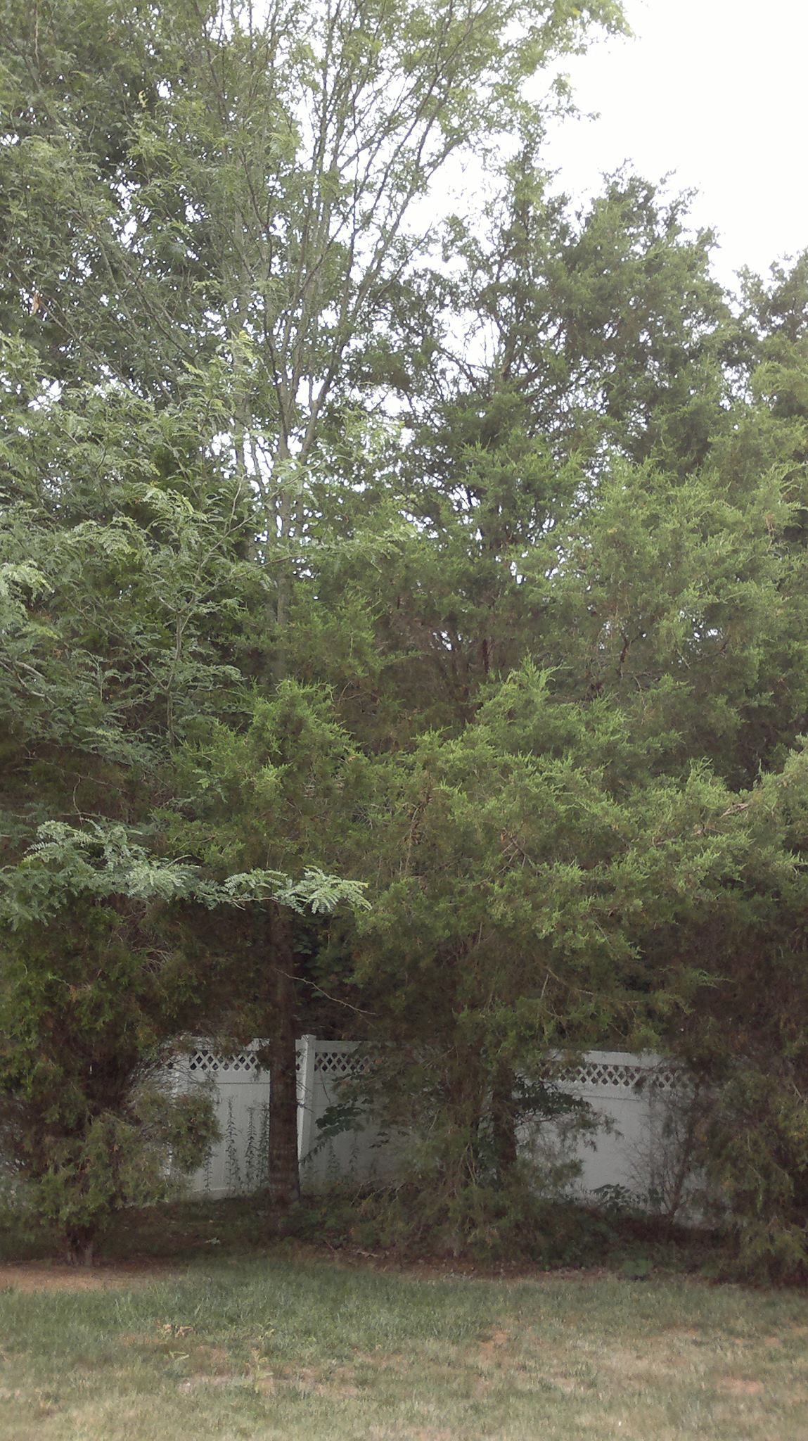 A white fence is surrounded by trees and bushes in a backyard.