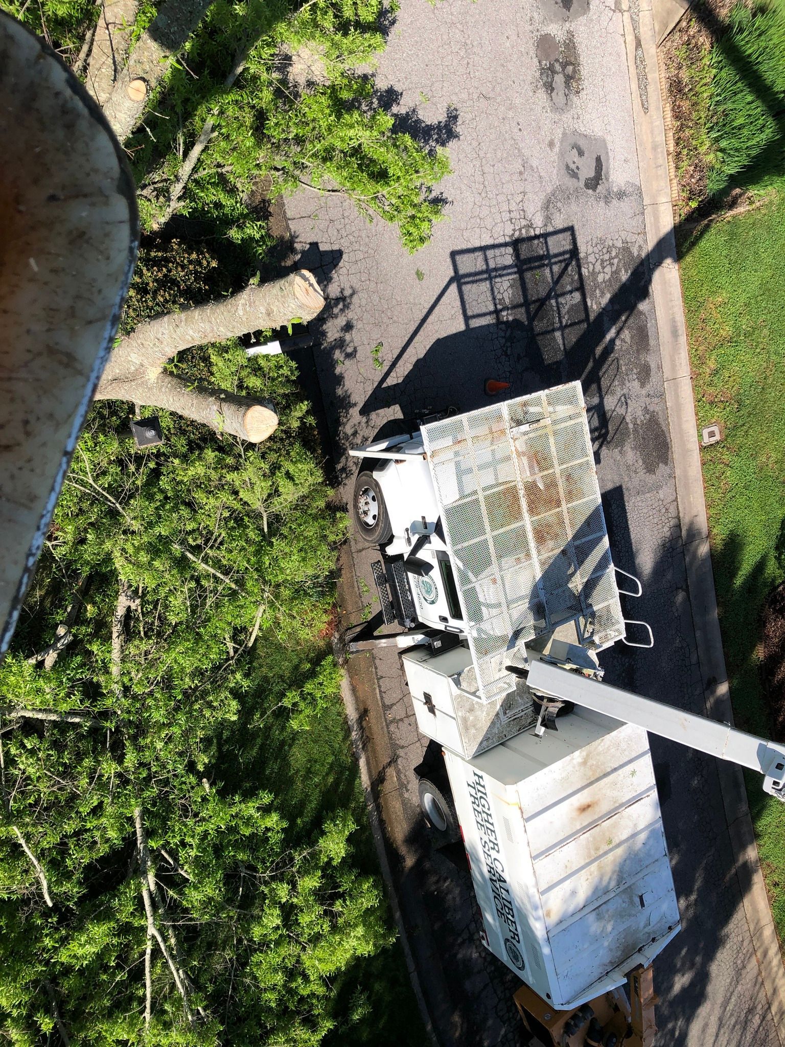 An aerial view of a tree being cut down by a crane.