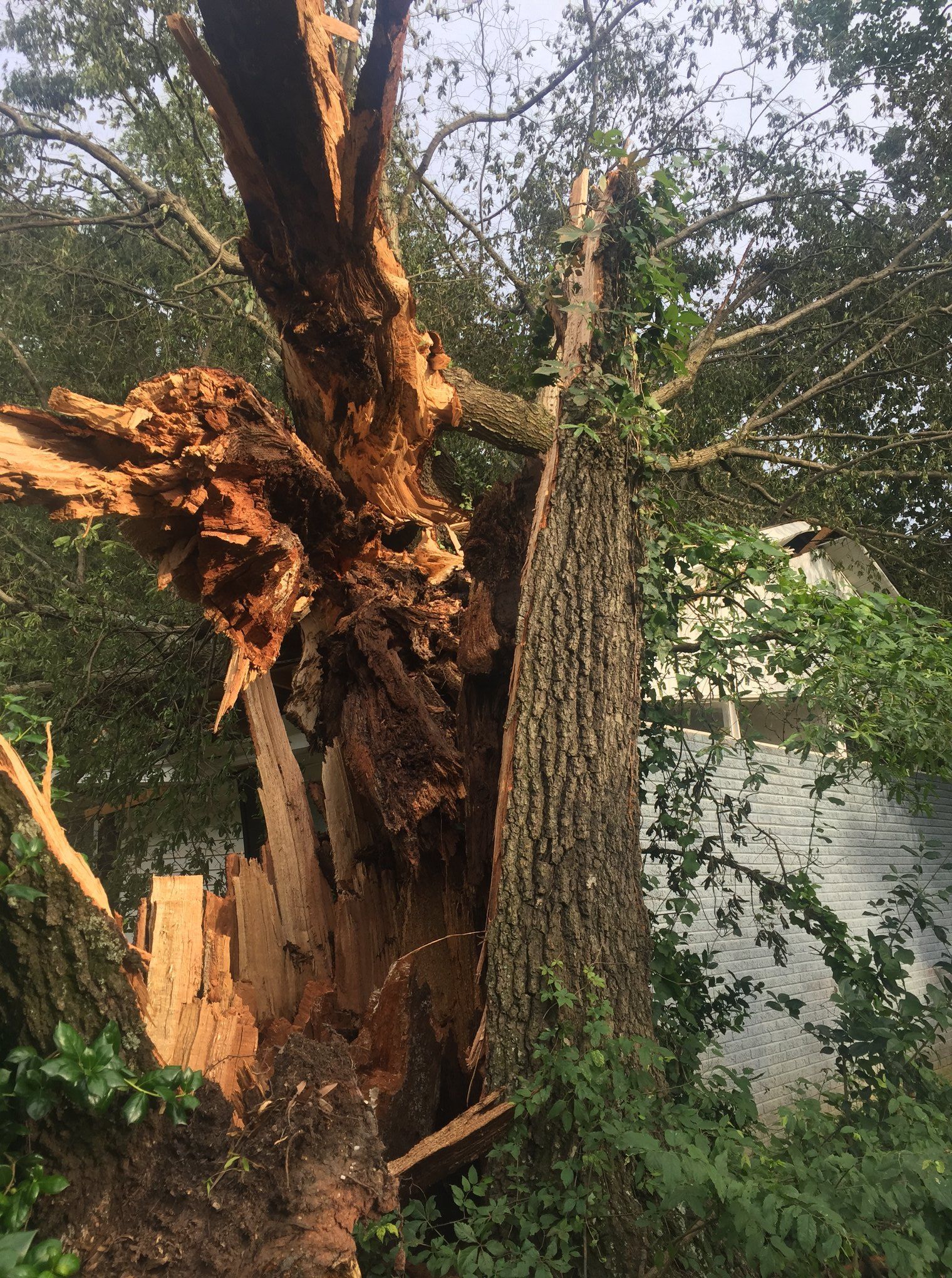 A large tree that has been knocked over by a storm.
