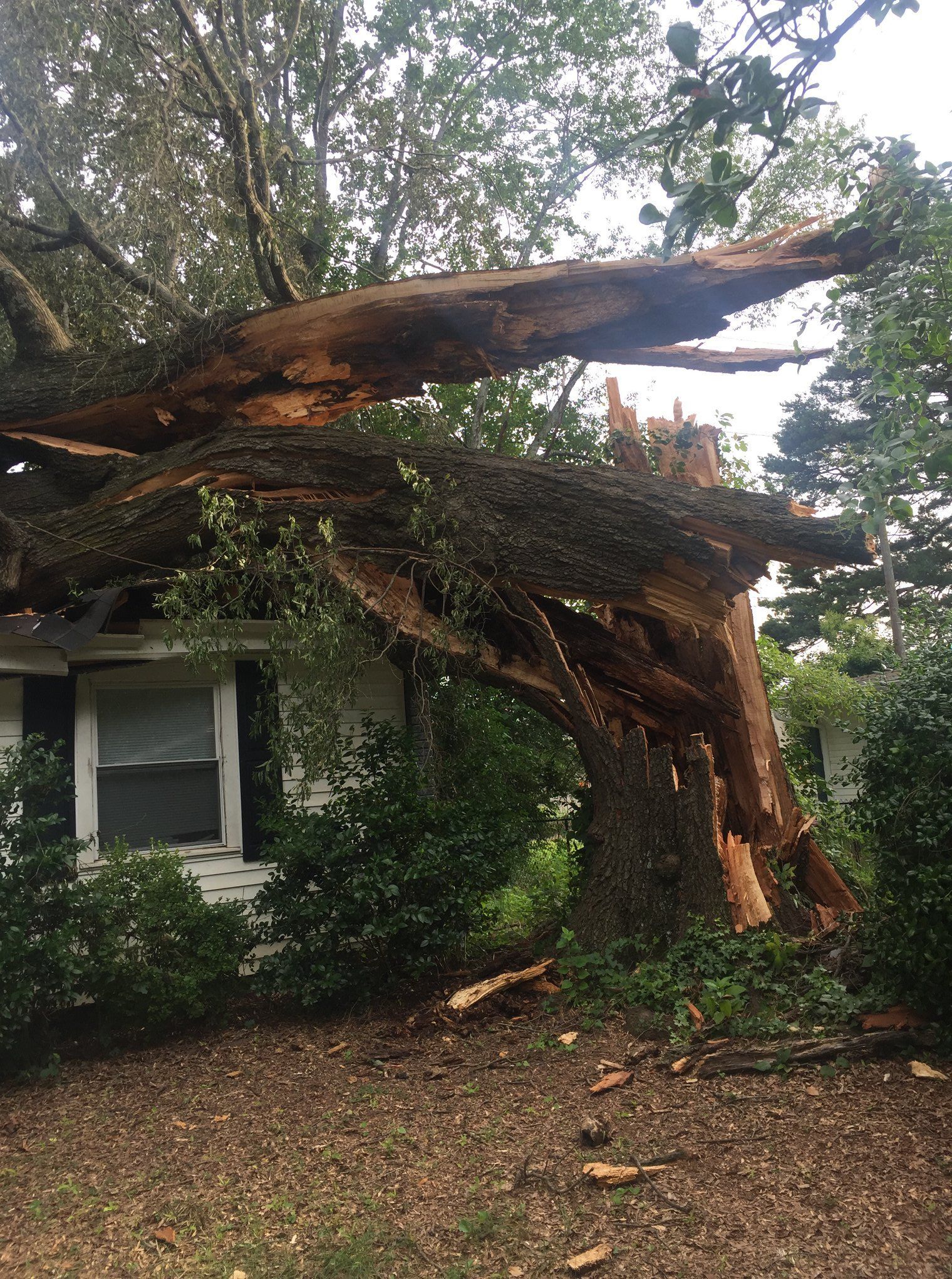 A large tree has fallen on top of a house.